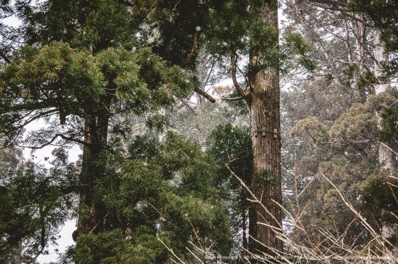 杉と雪の写真