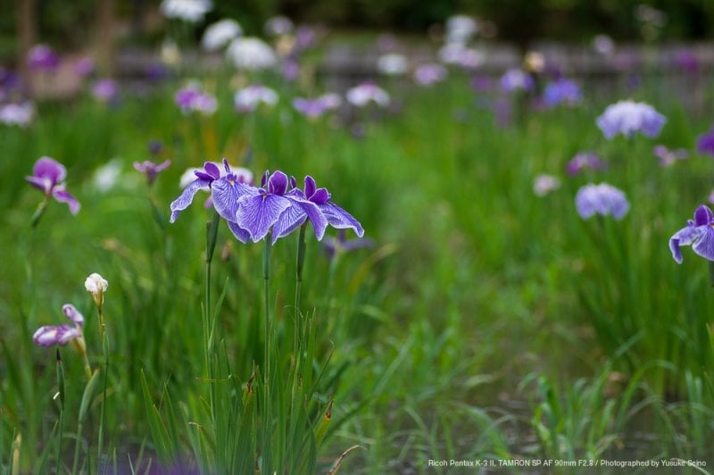 菖蒲の花（F2.8）